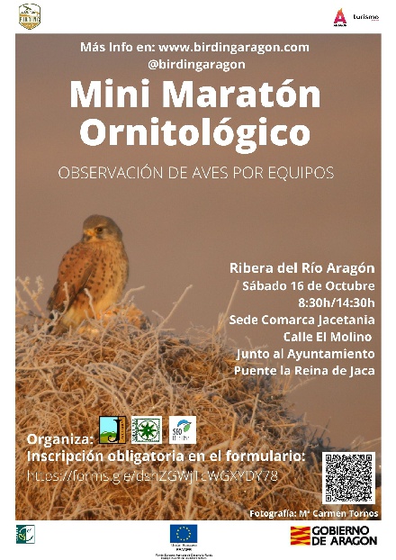Mini-Maratn ornitolgico, en Puente la Reina